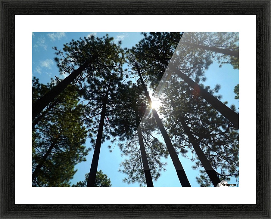 Look Up Picture Frame print