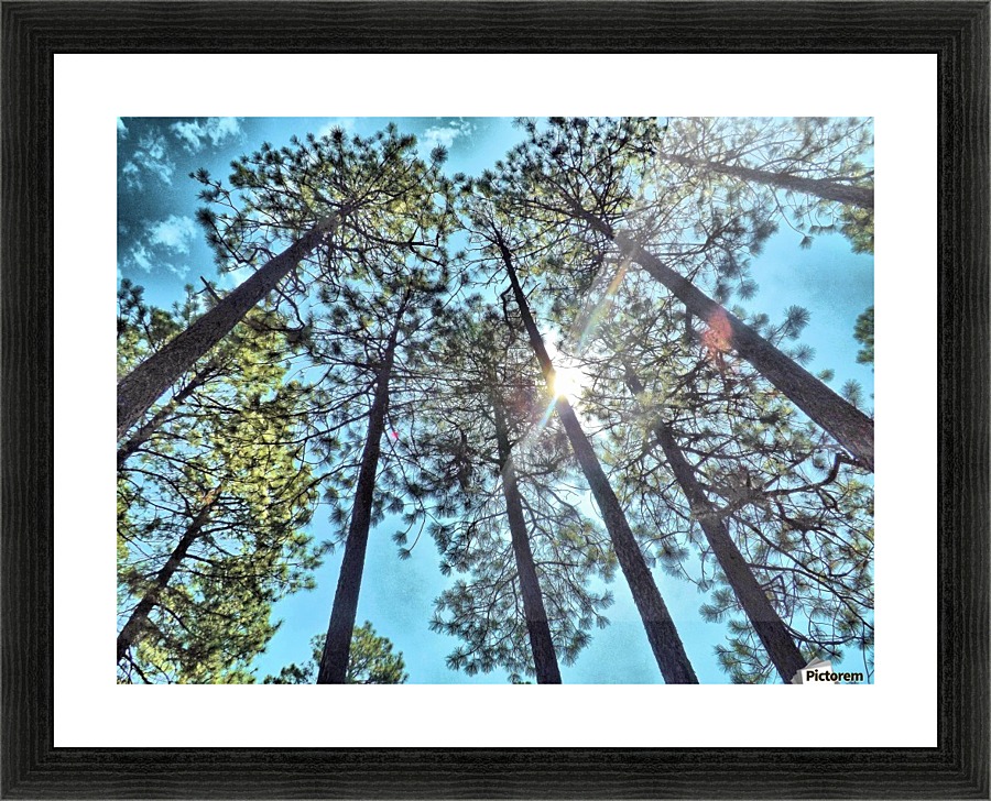 Tree Tops Picture Frame print