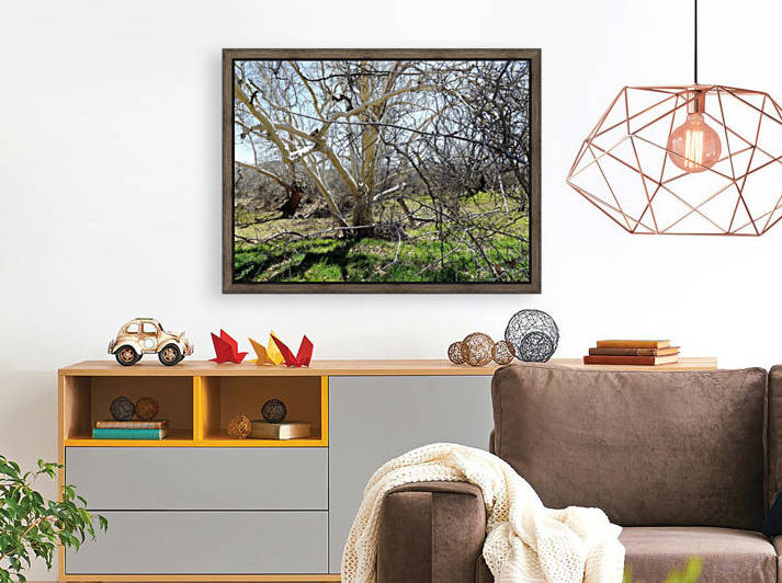 another narley old tree by Arizona Photos by Jym