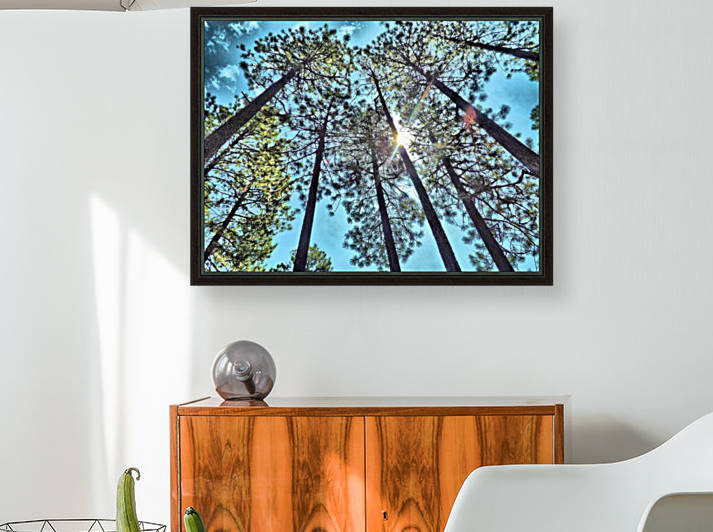 Tree Tops Reproduction