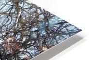 another narley old tree HD Metal print