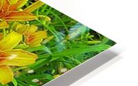 Yellow Flower-1 HD Metal print