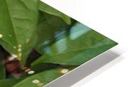Orange Lilly HD Metal print
