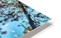 Tree Tops HD Metal print