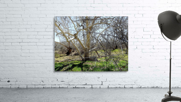 another narley old tree Wall Preview