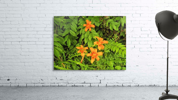 Oranger Lilly 5 Wall Preview