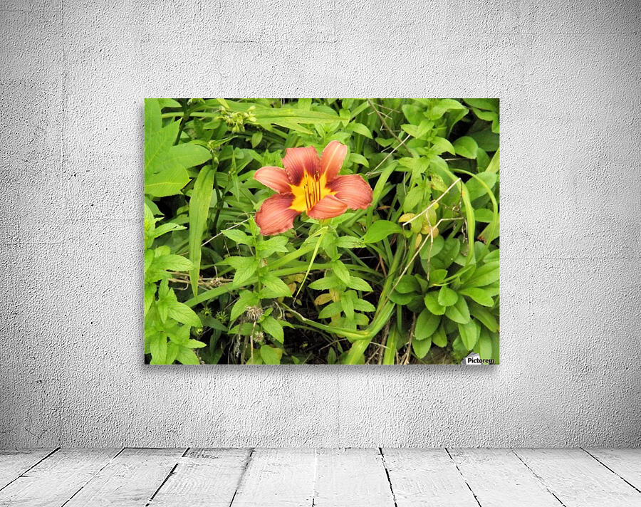 Oranger Lilly 4 Wall Preview
