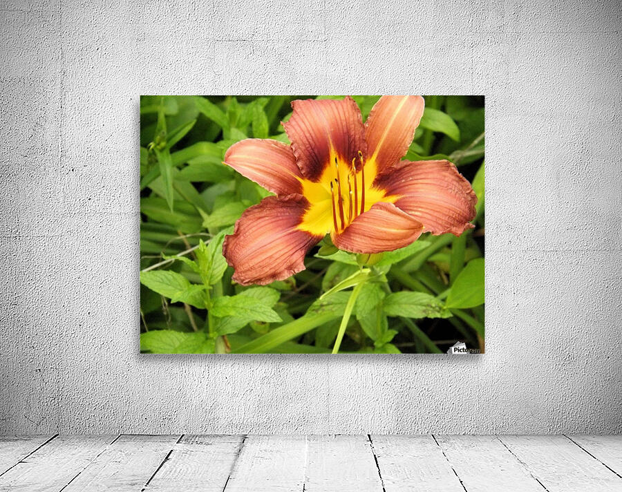 Oranger Lilly 3 Wall Preview