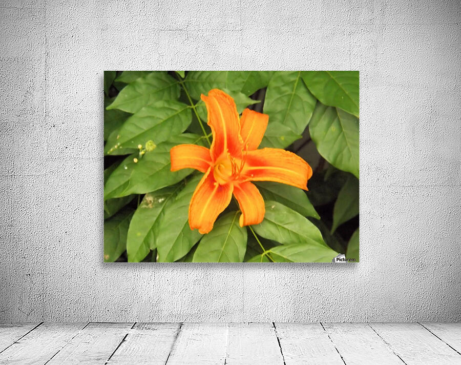Orange Lilly 1 Wall Preview