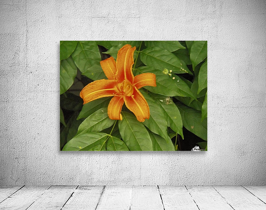 Orange Lilly Wall Preview
