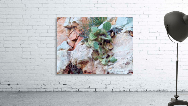 Cactus Wall Preview