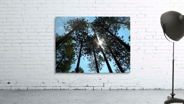 Look Up Wall Preview