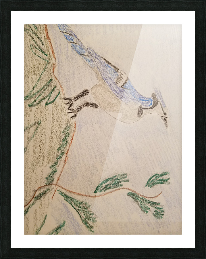blue jay drawing Picture Frame print