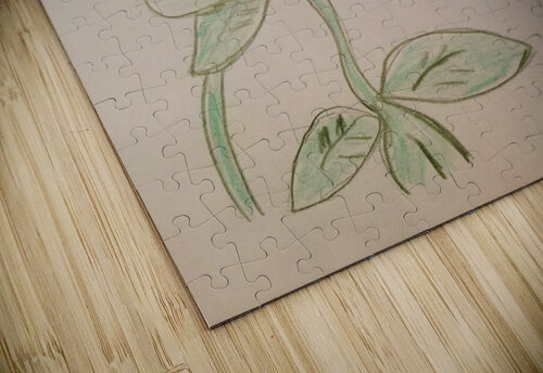 Zereon flower drawing Anneliese Frazier puzzle