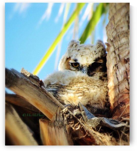 Baby Horned Owl by MiMi Paris