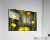 Delicate Acrylic Print