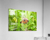 Monarch Acrylic Print