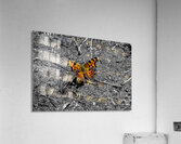 Comma Acrylic Print