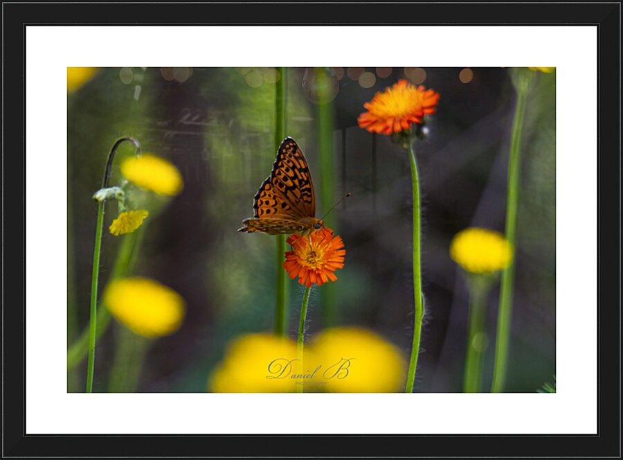 Delicate Picture Frame print