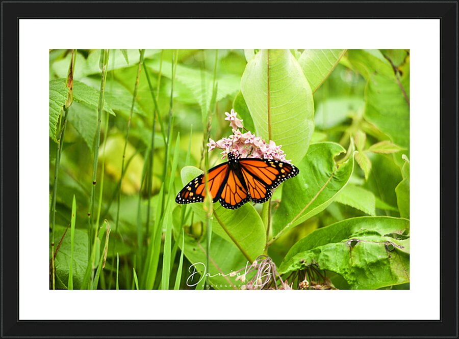Monarch Picture Frame print