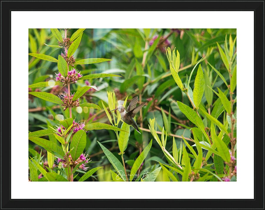 Hummer Picture Frame print