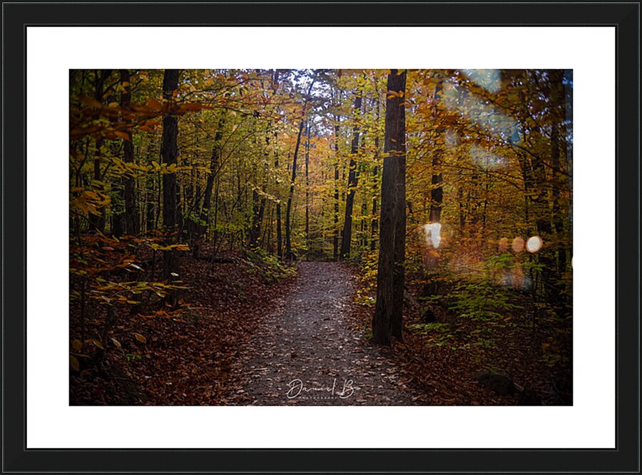Trail Through Autumn Picture Frame print
