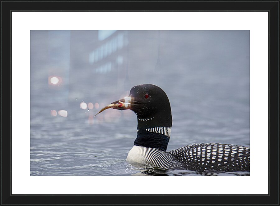 Opeongo Loon Picture Frame print