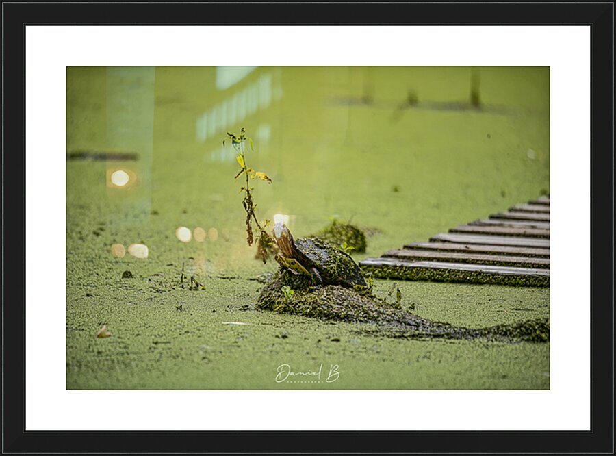 Painted Turtle Picture Frame print