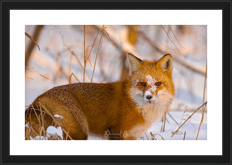 Sunset Fox Picture Frame print