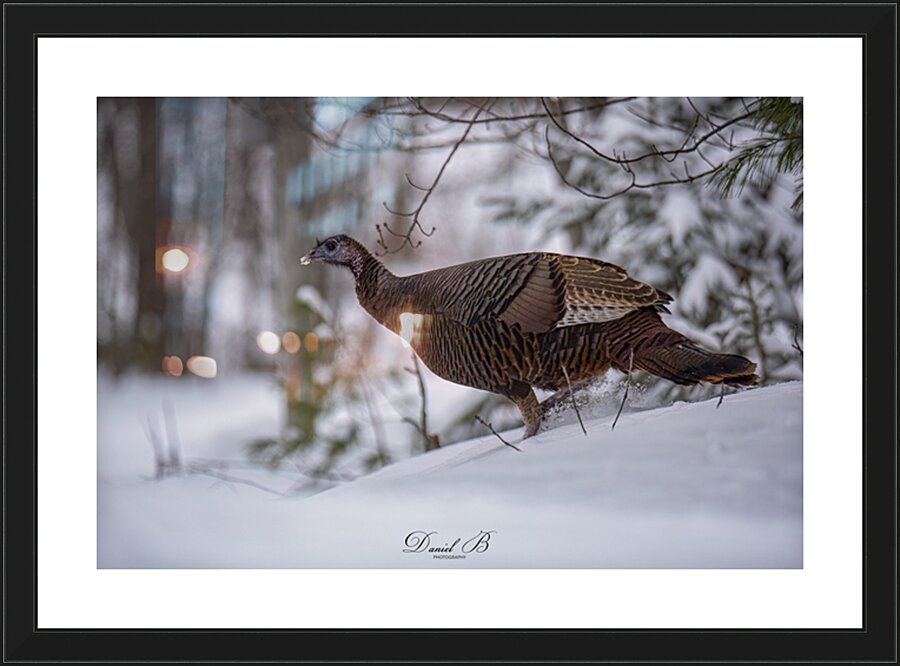 Talking Turkey Picture Frame print