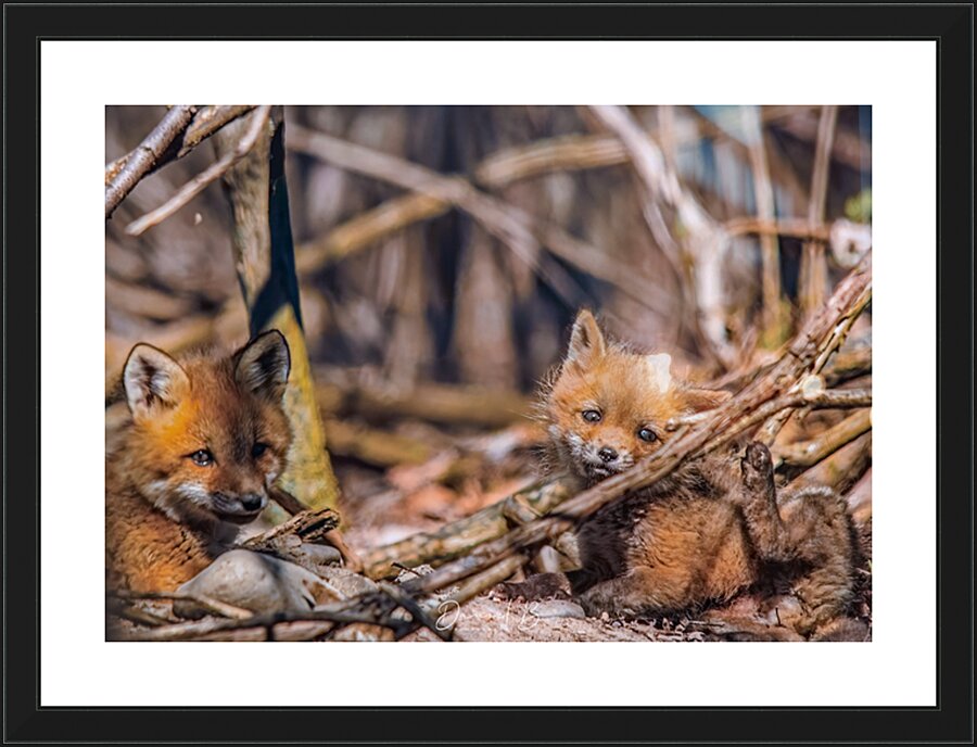 Innocence  Picture Frame print