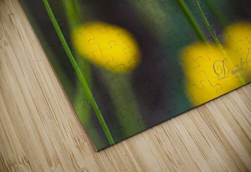Delicate Daniel B Photography puzzle
