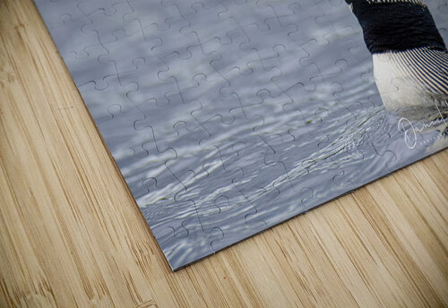 Opeongo Loon Daniel B Photography puzzle