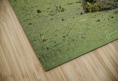 Painted Turtle Daniel B Photography puzzle