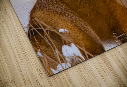Sunset Fox Daniel B Photography puzzle