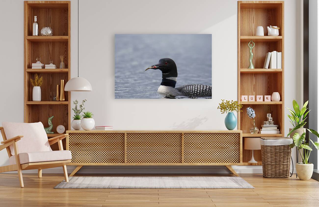 Opeongo Loon Reproduction