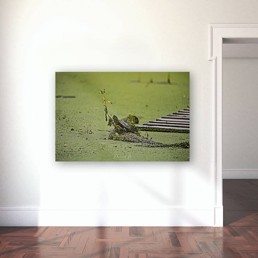 Painted Turtle Reproduction