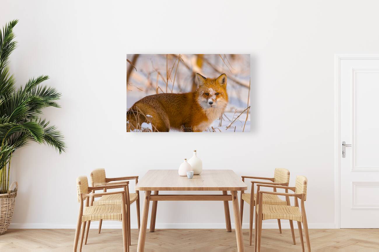 Sunset Fox Reproduction