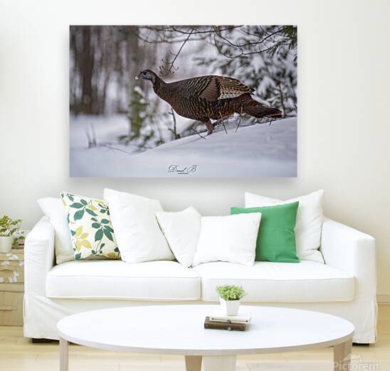 Talking Turkey Reproduction