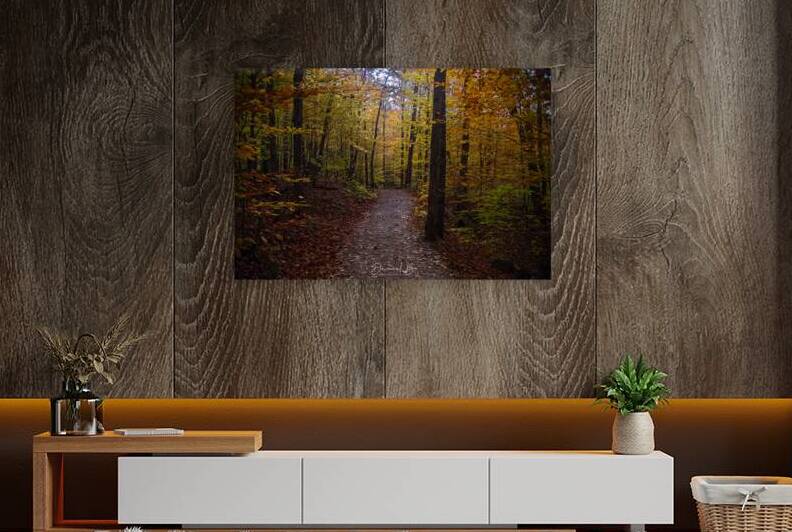 Trail Through Autumn by Daniel B Photography