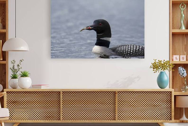 Opeongo Loon by Daniel B Photography
