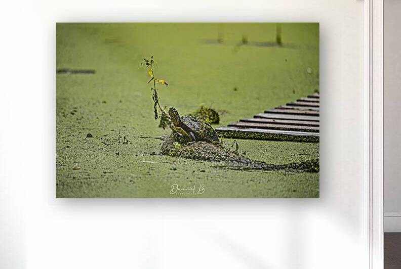 Painted Turtle by Daniel B Photography