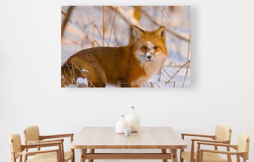 Sunset Fox Reproduction