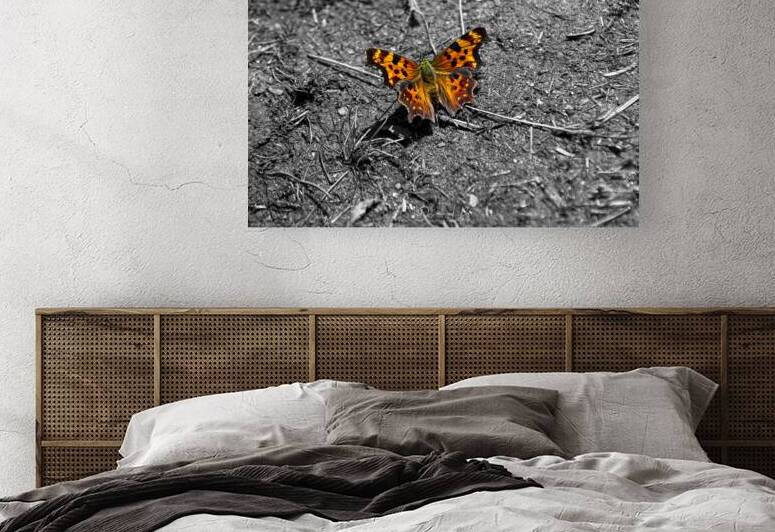 Comma by Daniel B Photography