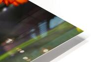 Delicate HD Metal print