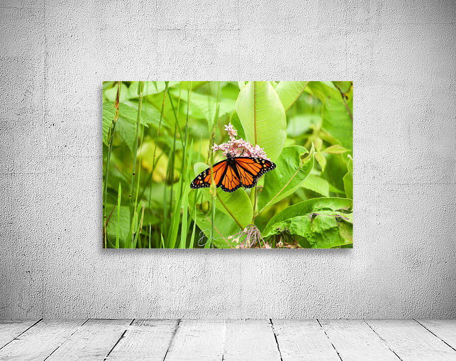 Monarch Wall Preview