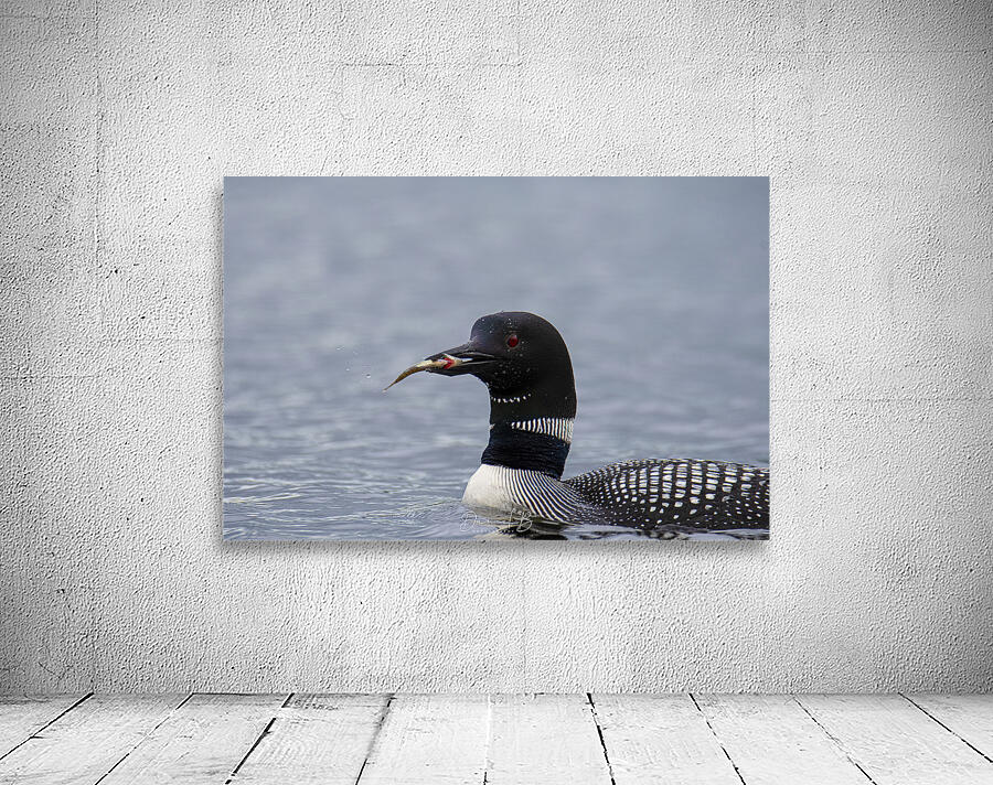 Opeongo Loon Wall Preview