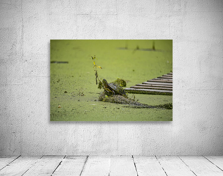 Painted Turtle Wall Preview