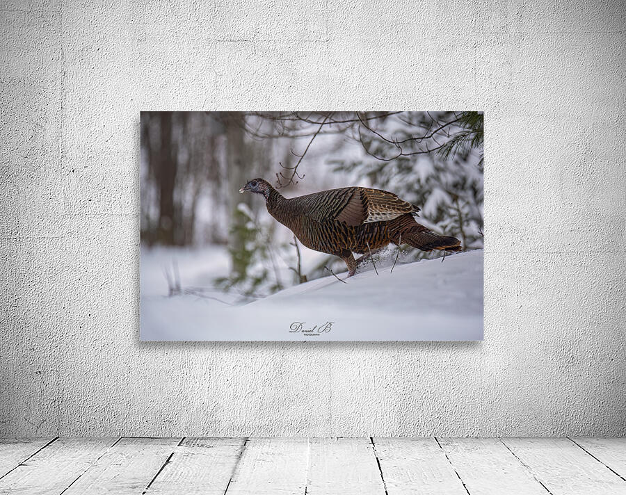 Talking Turkey Wall Preview