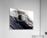 Dragon’s Eye Acrylic Print